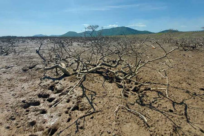 Rừng ngập mặn ở xã Kỳ Hà chết rụi đã 2 năm nay vẫn chưa rõ nguyên nhân và chưa được trồng thay thế. Ảnh: Trần Tuấn.