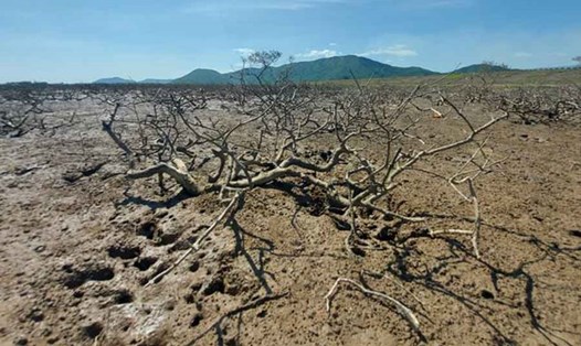 Rừng ngập mặn ở xã Kỳ Hà chết rụi đã 2 năm nay vẫn chưa rõ nguyên nhân và chưa được trồng thay thế. Ảnh: Trần Tuấn.