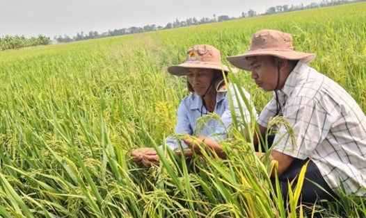 Đảm bảo an ninh lương thực, ngành nông nghiệp tiếp tục là trụ đỡ của nền kinh tế. Ảnh: Vũ Long