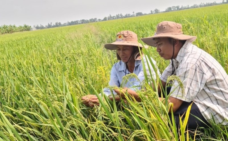 Đảm bảo an ninh lương thực, ngành nông nghiệp tiếp tục là trụ đỡ của nền kinh tế. Ảnh: Vũ Long