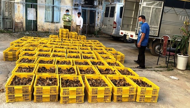 Để ngăn ngừa dịch cúm gia cầm vào Việt Nam, các hành vi buôn bán gia cầm lậu phải được xử lý nghiêm. Ảnh: Lưu Quyên