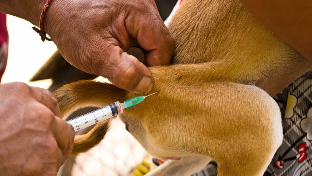 Tiêm phòng bệnh dại trên đàn chó tại tỉnh Cà Mau. Ảnh: Nhật Hồ