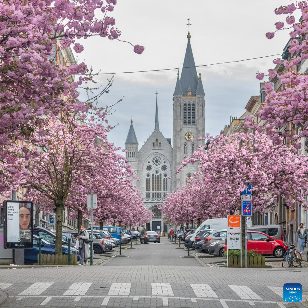 Bước sang đầu tháng 4, đường phố thủ đô Brussels, Bỉ được tô điểm sắc hồng thắm của những hàng cây anh đào đang nở rực rỡ. Ảnh: Xinhua 