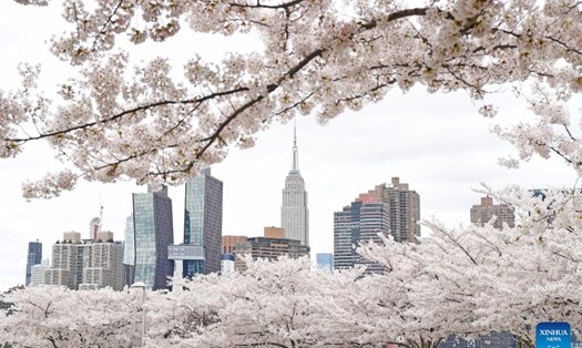 Hoa anh đào nở đồng loạt, khoác lên khu vực Manhattan, thành phố New York, Mỹ sôi động một sắc màu mới của mùa xuân. Ảnh: Xinhua