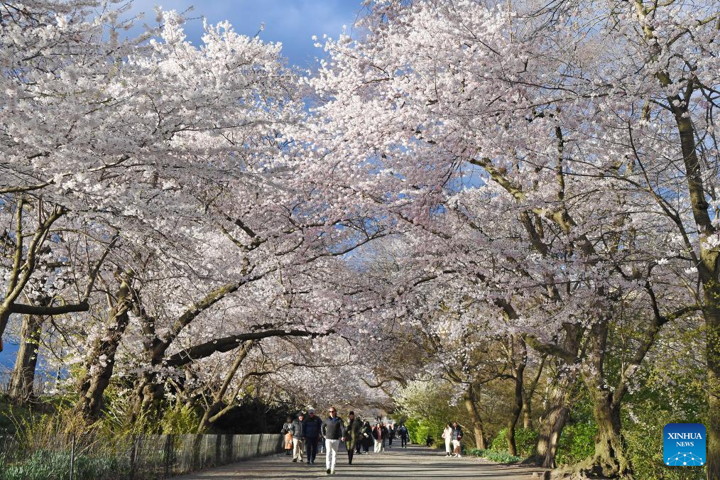 Ngày 6.4 đẹp trời, du khách và người dân New York, Mỹ đổ tới công viên trung tâm Central Park để ngắm hoa anh đào, tận hưởng tiết trời xuân ấm áp. Ảnh: Xinhua