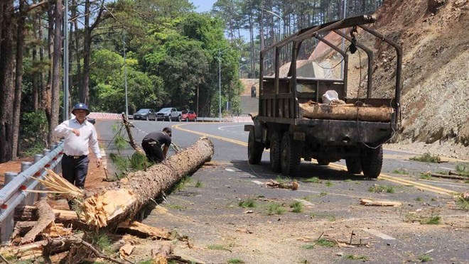 Lâm Đồng cưa hạ 15 cây thông có nguy cơ ngã đổ trên đèo Prenn. Ảnh: Mai Hương 