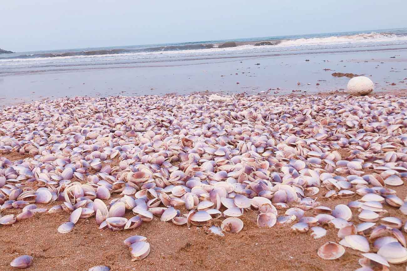 Ngao dạt vào đầy bãi biển xã Thạch Hải chiều ngày 7.4. Ảnh: Hải Tuấn.