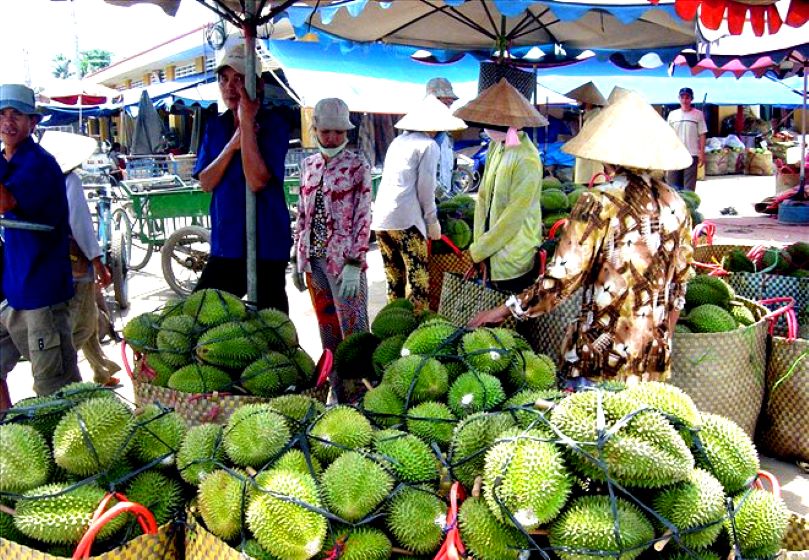 Thu hoạch sầu riêng tại Đồng bằng sông Cửu Long. Ảnh: Thanh Mai