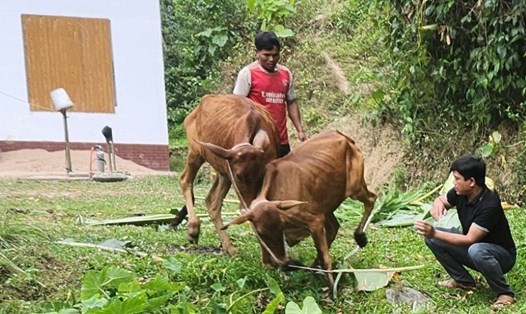 2 con bò sinh sản gầy yếu được cấp cho 2 hộ dân ở xã Húc (huyện Hướng Hóa, tỉnh Quảng Trị). Ảnh: Hàn Nguyên
