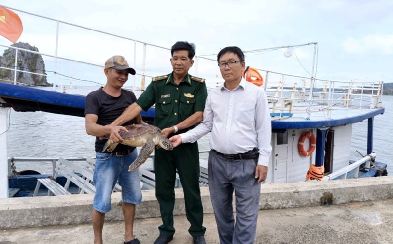 Cận cảnh quá trình hàng chục chú rùa con trở về biển ở Bình Định