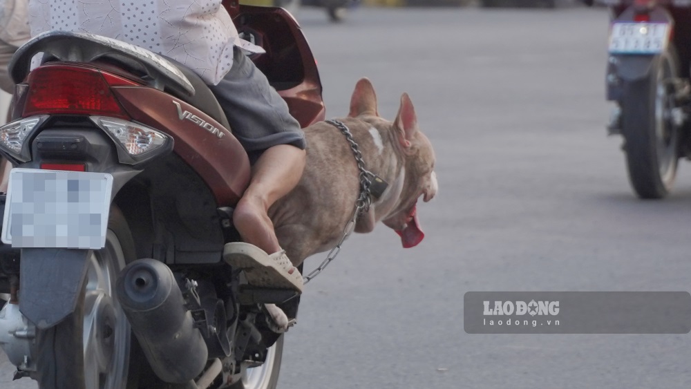 Ông Nguyễn Quốc Vinh - Phó Chi cục trưởng Chi cục Chăn nuôi và Thú y TP Cần Thơ - nhận định, hiện nay việc quy định bắt và xử lý chó thả rông tại các quận, huyện trên địa bàn vẫn chưa được chú trọng, chưa đủ sức răn đe các hộ chăn nuôi, do đó vẫn xảy ra nhiều trường hợp chó cắn người. 