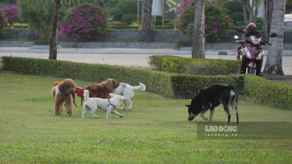 Không chỉ vậy, tình trạng chó phóng uế bừa bãi tại công viên cũng xảy ra thường xuyên, gây ô nhiễm nơi công cộng, nhưng những người chủ vẫn vô tư như không có chuyện gì.