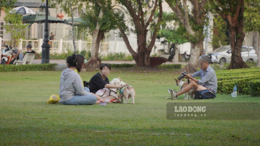 Tại vòng xoay Cái Khế (cạnh khách sạn Mường Thanh), trong khung giờ từ 17 – 18h, có rất nhiều con chó được chủ dắt ra để đi dạo, vui chơi. Tuy nhiên, quan sát thấy không có con nào được đeo rọ mõm.
