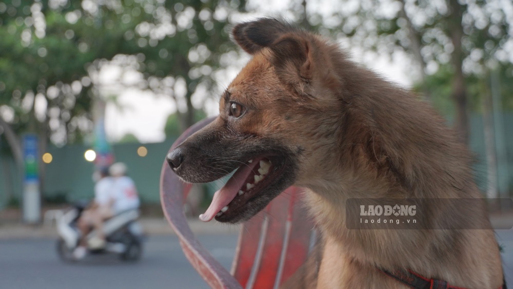 Khi được hỏi lý do tại sao không đeo rọ mõm cho chó, một người đàn ông cho hay, mỗi ngày ông đều chở chó của mình ra công viên cho chơi, nhưng con chó này rất lành, không cắn người, chỉ thi thoảng ra cắn lộn với đám chó khác, vậy nên cũng không cần đeo rọ mõm.