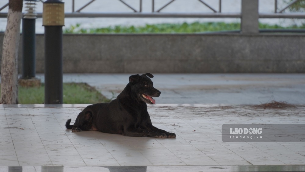 Tại công viên sông Hậu cũng có nhiều chú chó không được đeo rọ mõm cũng như xích cổ.