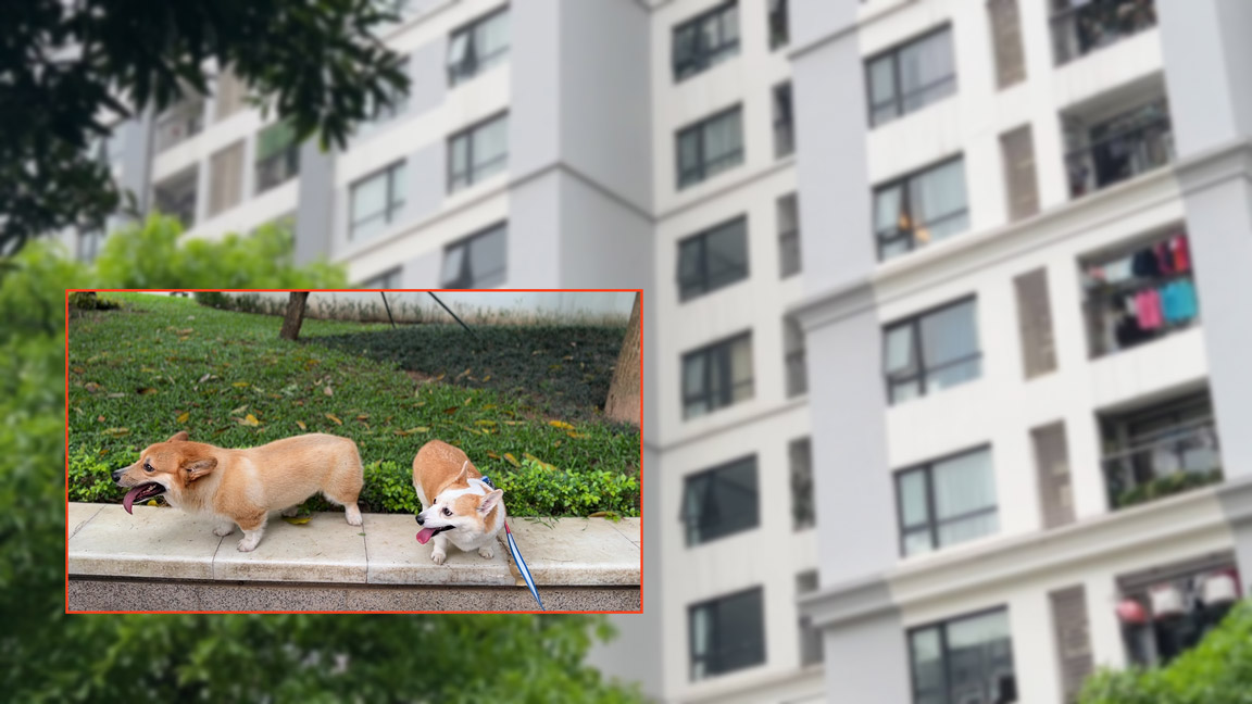 Nuôi chó mèo ở chung cư: Cuộc chiến không hồi kết
