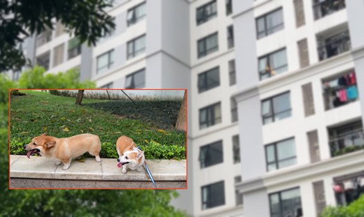 Nuôi chó mèo ở chung cư: Cuộc chiến không hồi kết