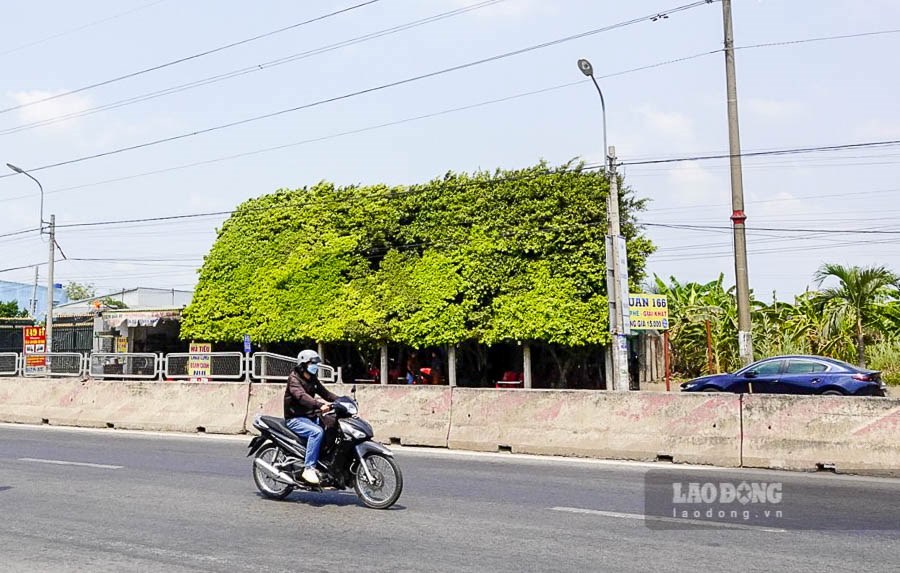 Quán cà phê độc đáo này có bảng hiệu 166, nhưng người dân địa phương thường gọi là quán “vườn cây mái nhà” hoặc quán cà phê cây si. Điểm nhấn độc đáo của quán là toàn bộ phần mái nhà thay vì dùng tôn hay các loại vật liệu khác như thông thường thì lại được bao bọc, phủ kín bằng tán của hơn 30 cây si có tuổi đời hơn 20 năm.