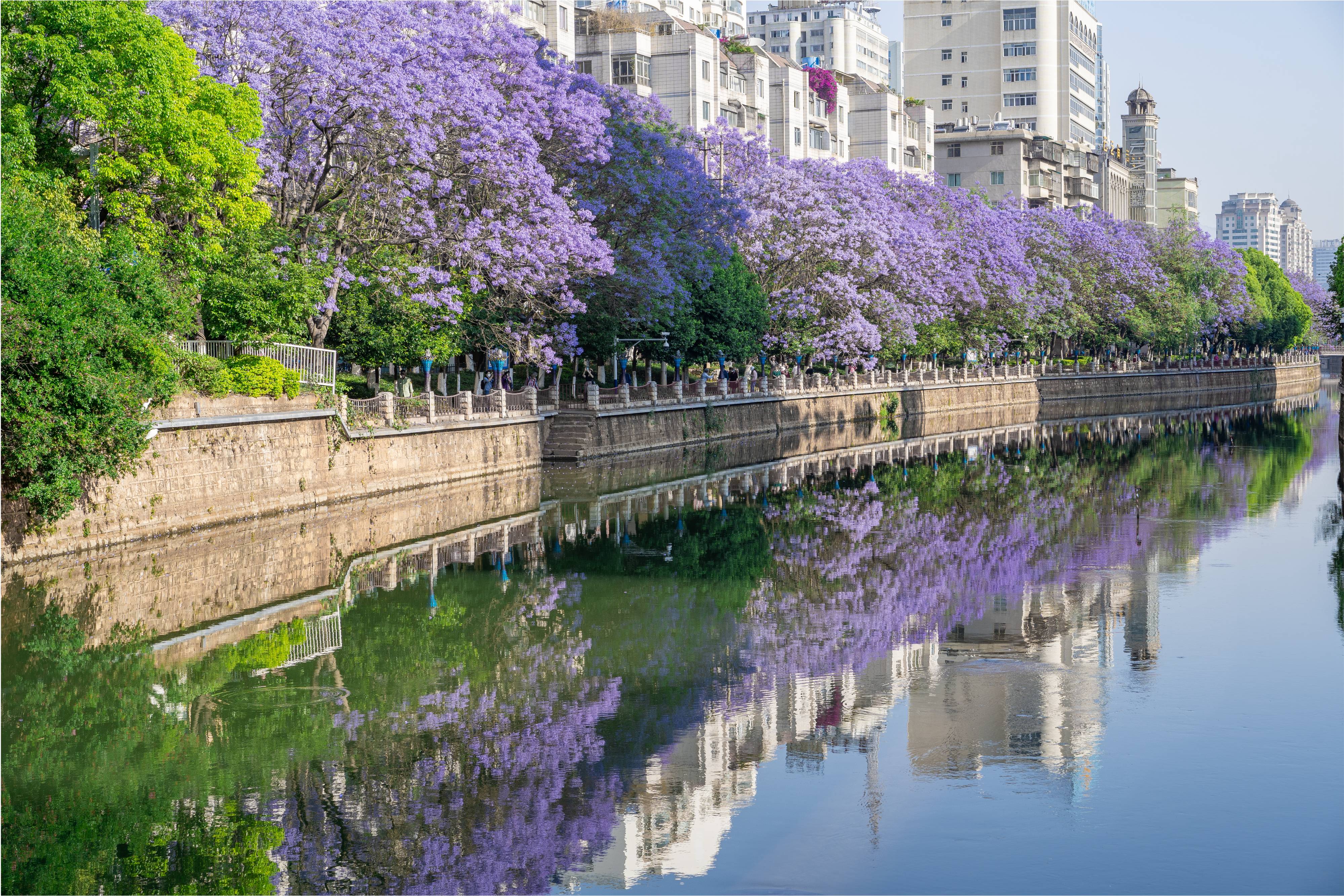 Vào khoảng tháng 4, 5 hàng năm, sắc tím hoa phượng (blue jacaranda) phủ khắp phố phường Côn Minh. Nhiều người chưa từng nghe tên loài hoa này nhưng có thể đã thấy những bức ảnh biển hoa tím xanh chia sẻ rộng rãi trên internet mỗi dịp mùa xuân về. Ảnh: Wonderofyunnan