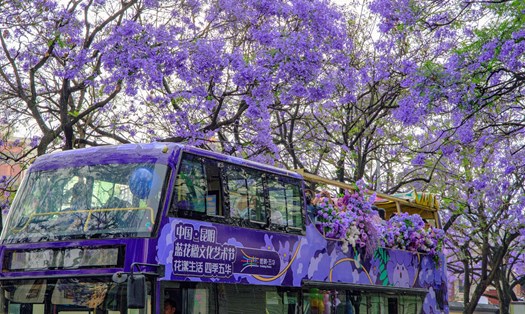 Những chuyến xe buýt màu tím nổi bật cùng sắc tím hoa phượng trên đường phố Côn Minh là hình ảnh du khách không thể bỏ qua. Ảnh: VCG