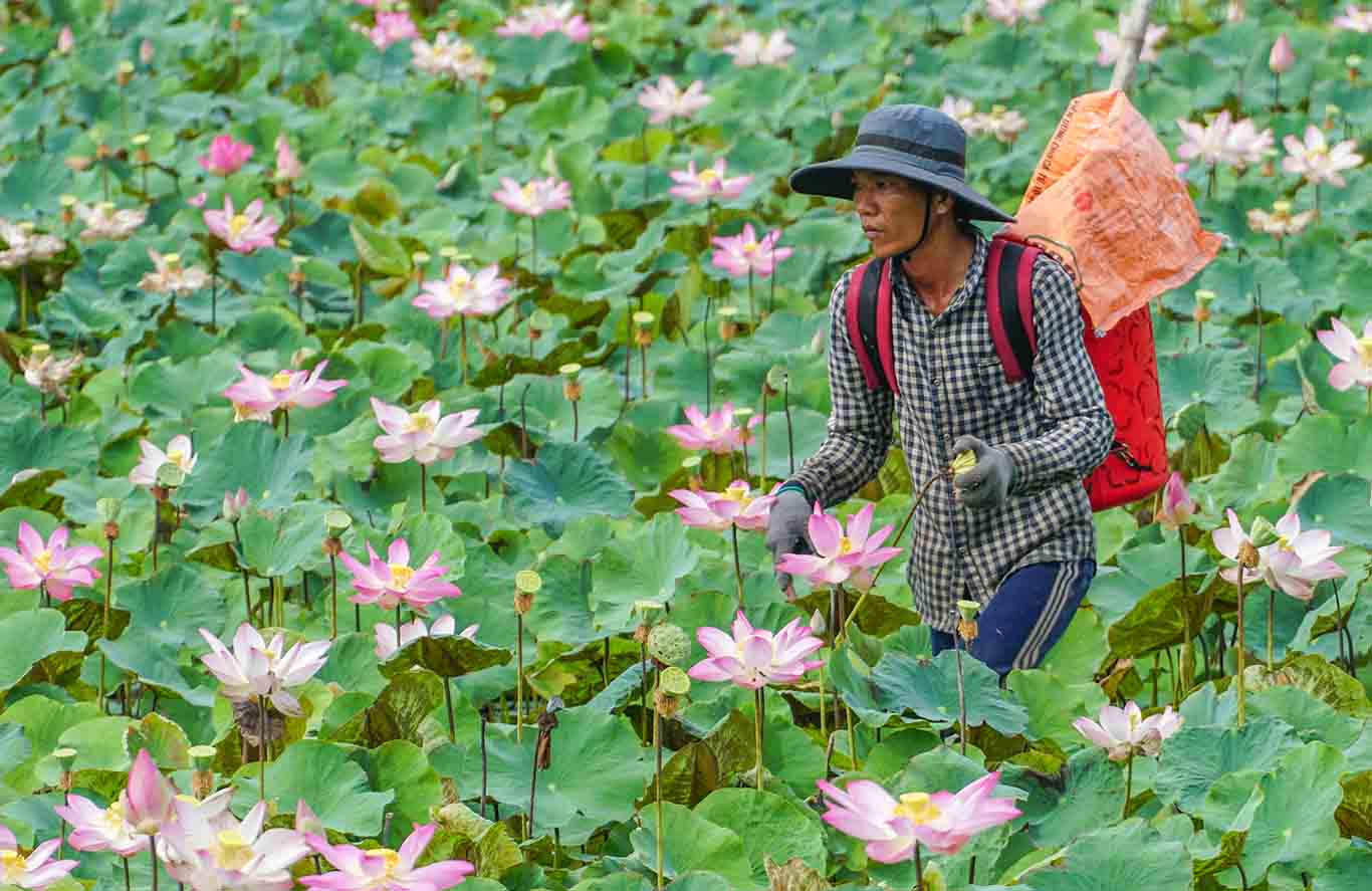 Ngoài trồng sen lấy ngó, bà con ở đây còn trồng sen lấy bông, lấy gương bán để tăng thu nhập.