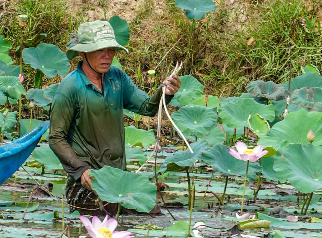 Cứ cách 2 ngày là ông Bùi Văn Đá ở xã Mỹ Thuận (Mỹ Tú, Sóc Trăng) xuống ruộng sen để thu hoạch ngó. Mỗi lần thu hoạch khoảng 25kg, thu nhập khoảng 50.000 đồng. “Cây sen cho kinh tế ổn định nhưng mình phải chịu khó lội sìn bùn để nhổ. Sáng sớm là xuống nước rồi nhổ đến khi nào đủ số lượng thương lái mua thì lên. Dù cực nhưng bù lại có nguồn thu nhập“, ông Đá nói.