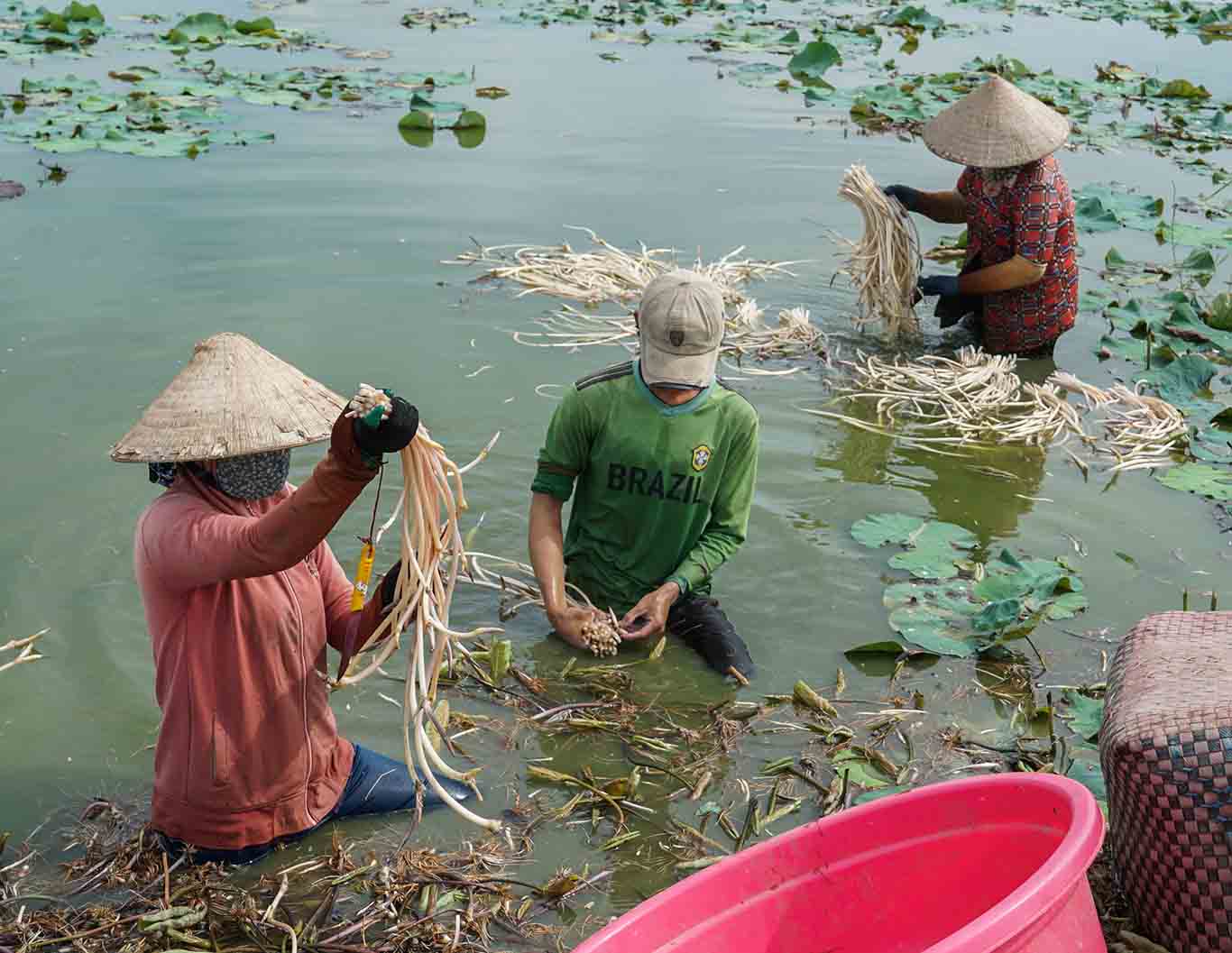 Toàn ấp Rạch Rê, xã Mỹ Thuận có đến hơn chục ha trồng sen lấy ngó. Vào buổi sáng sớm là thời điểm nhộn nhịp nhất trên các ruộng sen.