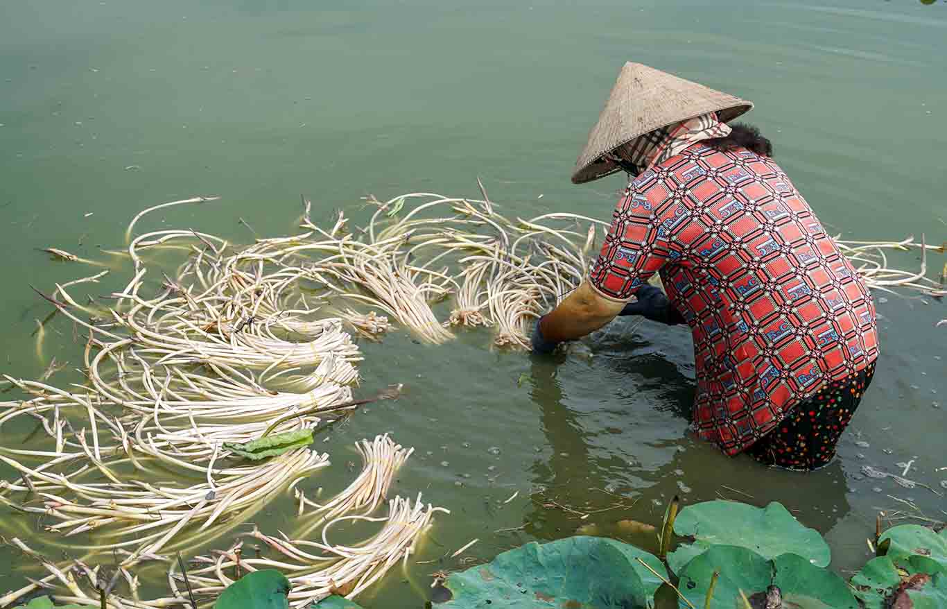 Trồng sen cực nhất là lúc thu hoạch vì phải ngâm mình trong nước nhiều giờ liên tục. Nhưng người ướt thì mới có tiền. Với 1ha sen này, 2 ngày là tôi thu nhập cả triệu đồng“, bà Trần Thị Liên một hộ trồng sen ở xã Mỹ Thuận (Mỹ Tú, Sóc Trăng) cho biết.