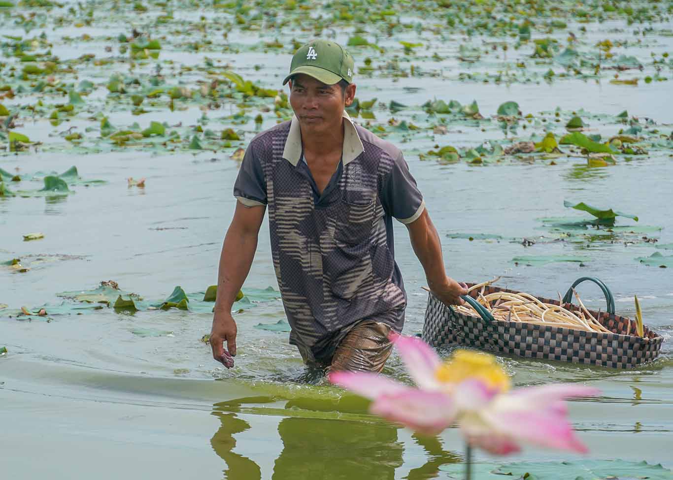 Dù nghề vất vả nhưng cũng đã mang đến nguồn thu nhập ổn định cho nhiều lao động nông nhàn ở địa phương. Họ tham gia công việc nhổ sen thuê với mức giá 7.000 đồng/kg. Trung bình mỗi ngày có thu nhập khoảng 200.000 đồng.