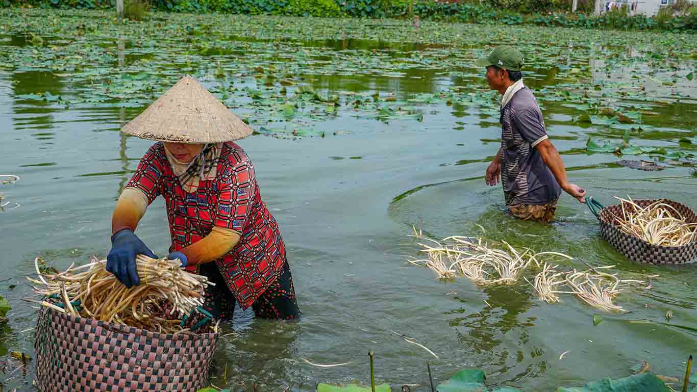 Sen sau khi nhổ được rửa sạch, bó lại từng bó nhỏ để giao cho thương lái. Hiện nay giá bán giao động từ 17.000 - 20.000 đồng/kg.