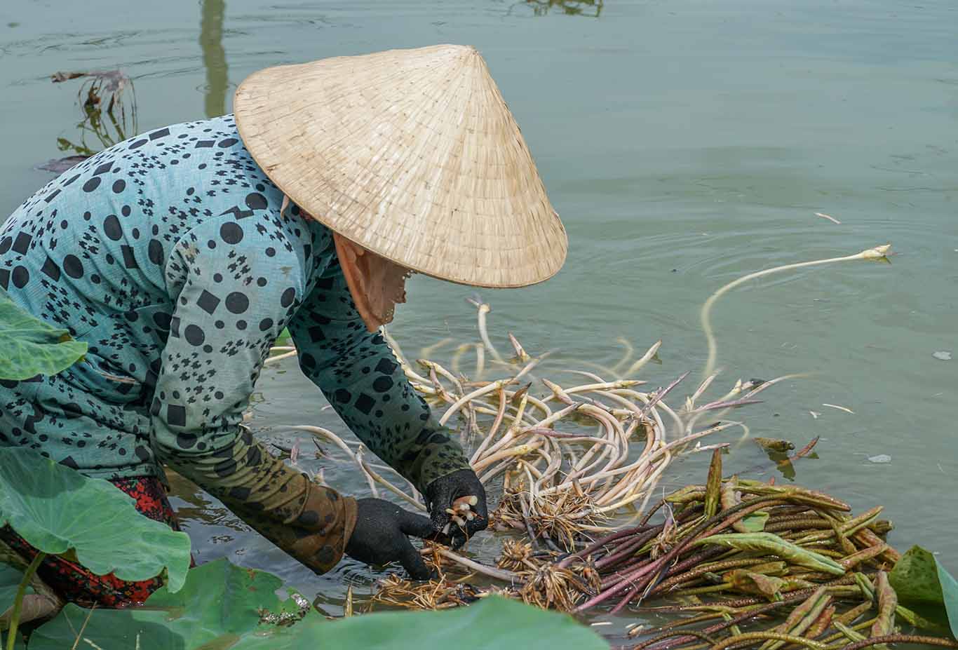  “Để lấy được cọng ngó trắng, người trồng sen phải mò mẫm trong bùn, cúi người lần tay vuốt từng cọng ngó mà nhổ. Sen có nhiều gai nên dễ gây trầy xước tay chân“, một hộ trồng sen ở Mỹ Thuận (Mỹ Tú, Sóc Trăng) cho biết.