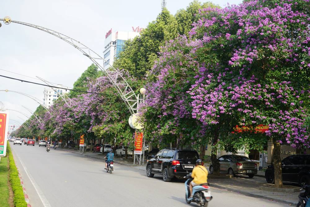 Một trong những tuyến đường có số lượng cây bằng lăng nhiều như đại lộ Lê Lợi, đại lộ Võ Nguyên Giáp, đường Lạc Long Quân, phố Nhà thờ… Ảnh: Quách Du