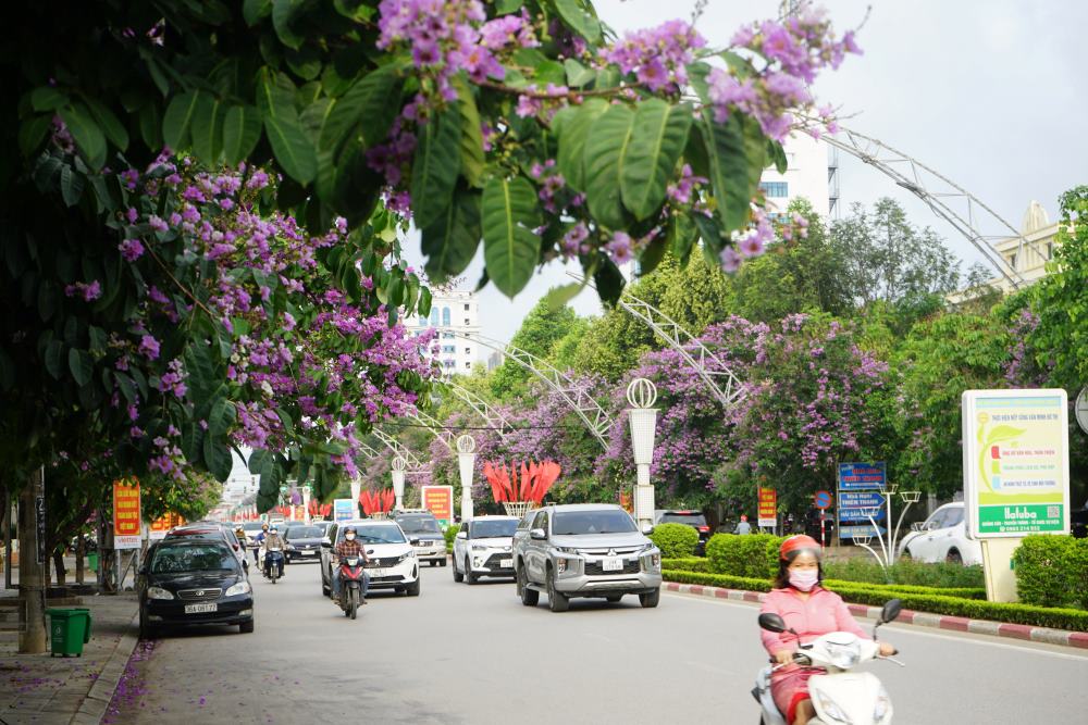 Tại TP. Thanh Hóa nhiều tuyến đường, con phố tràn ngập sắc tím hoa bằng lăng. Ảnh: Quách Du