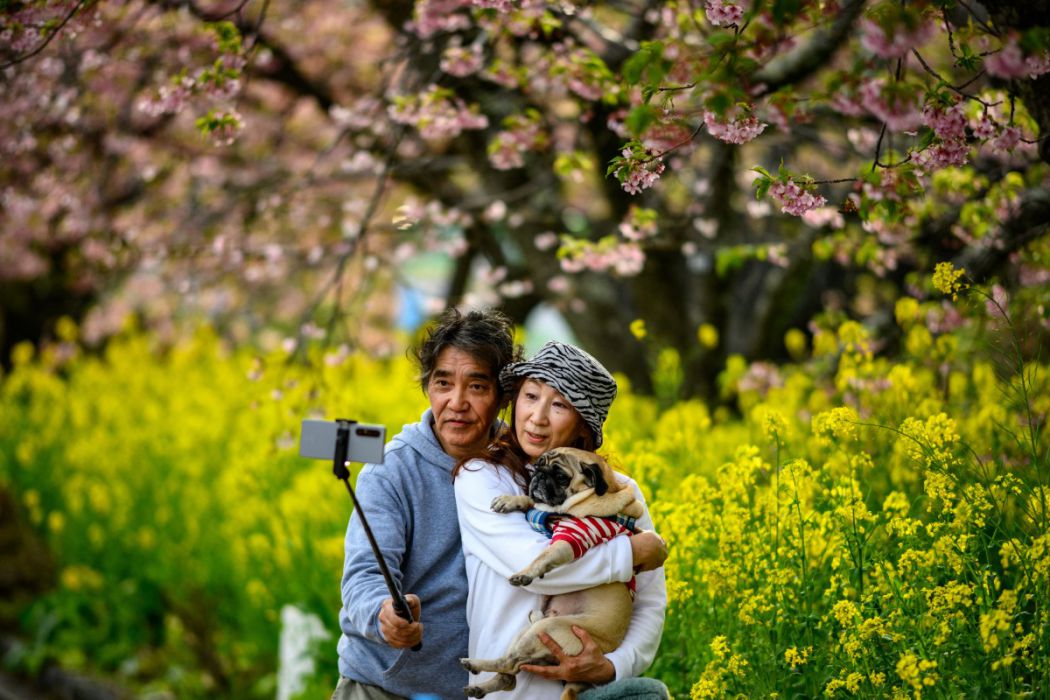 Một cặp đôi và chú chó chụp ảnh bên cây hoa anh đào Kawazu tại Kawazu thuộc tỉnh Shizuoka, Nhật Bản ngày 20.2.2024. Ảnh: AFP
