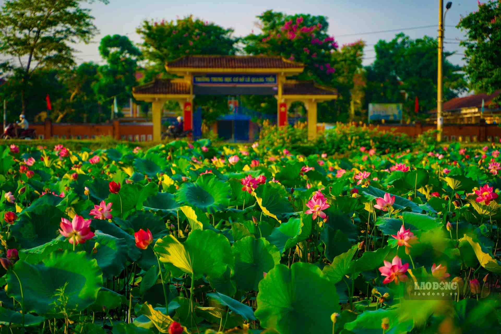 Không chỉ tô điểm cho vẻ đẹp làng quê La Chữ, sen nơi đây còn mang lại giá trị kinh tế cho người dân. 