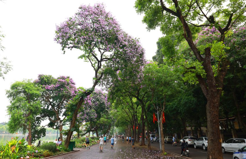 Mùa hoa bằng lăng gây thương nhớ ở Hà Nội. Ảnh: Hải Nguyễn 