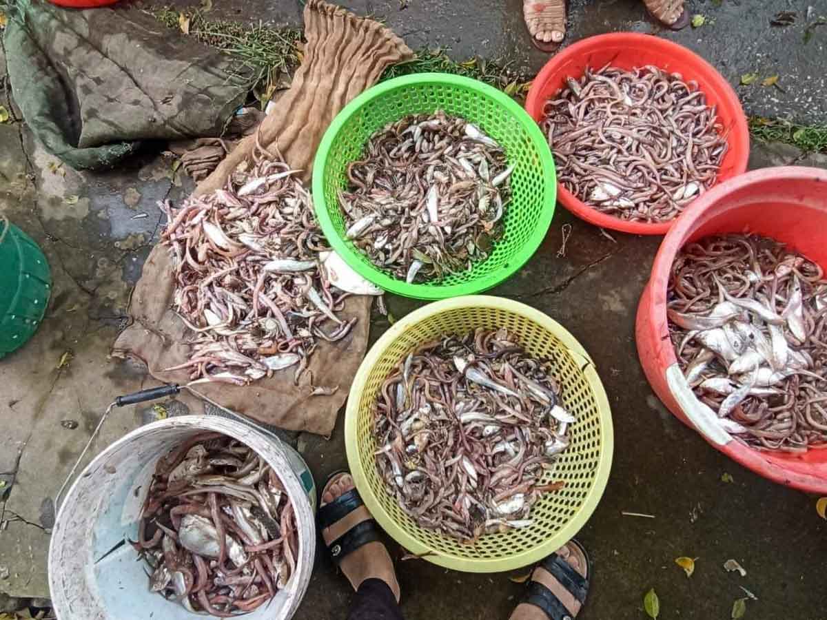 Các loại thủy sản yếu người dân bắt được ở sông Đáy (qua địa phận huyện Nghĩa Hưng, tỉnh Nam Định). Ảnh: Người dân cung cấp