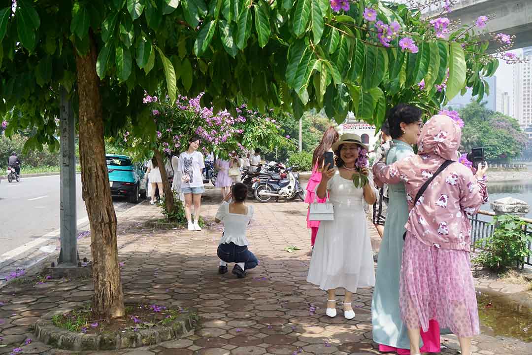 Dàn cây bằng lăng trên phố Hoàng Cầu (Đống Đa, Hà Nội) thu hút người dân ở mọi lứa tuổi. Ảnh: Nhật Minh