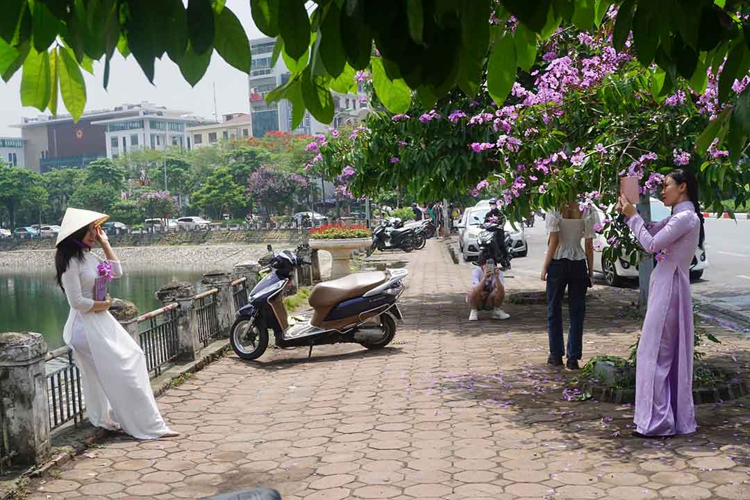 Dàn bằng lăng tím bên hồ Hoàng Cầu (Đống Đa, Hà Nội) thu hút được nhiều phái nữ tới chụp ảnh. Ảnh: Nhật Minh