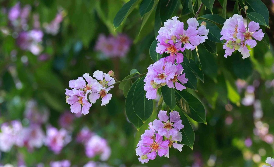 Cánh hoa mỏng, nhẹ như xác pháo, thường có màu tím, hồng, trắng nhạt. Phổ biến nhất với người dân Thủ đô vẫn là sắc tím biếc xen lẫn nhụy vàng ươm.  