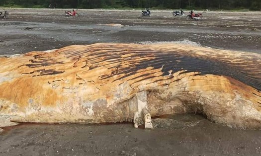 Một phần xác cá voi khủng dạt vào bờ biển Nghệ An sáng 11.5. Ảnh: Anh Tuấn