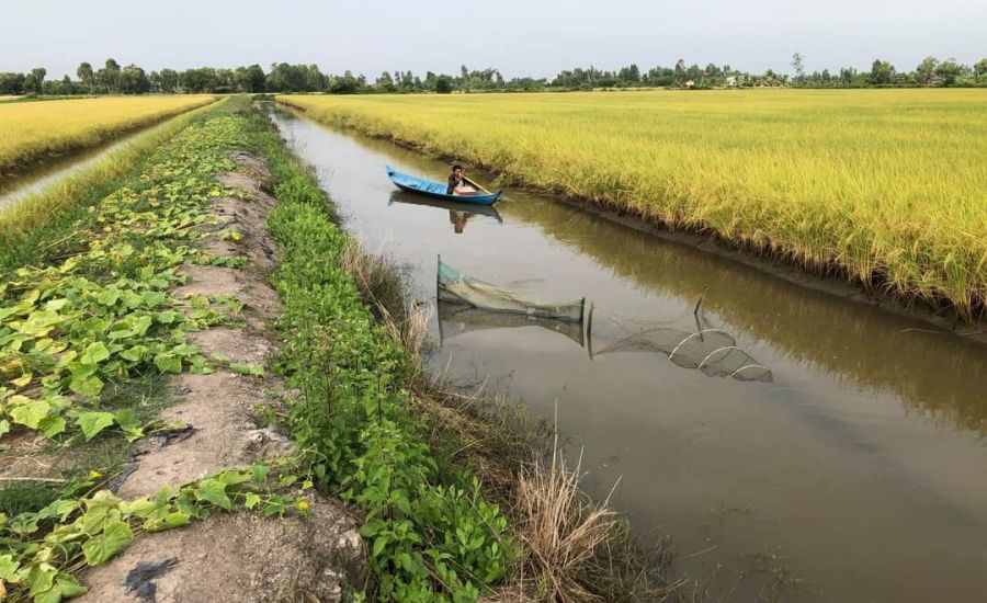 Mô hình lúa tôm thích ứng với biến đổi khí hậu tại tỉnh Bạc Liêu. Ảnh: Nhật Hồ
