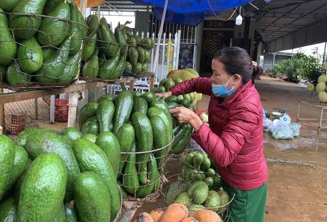 Mùa vụ năm nay, cây bơ ở Đắk Nông vừa mất mùa, vừa rớt giá. Ảnh: Phan Tuấn