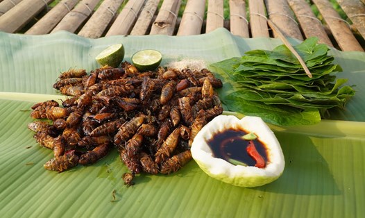 Người Bình Phước coi ve sầu chiên giòn là món đãi khách quý. Ảnh: sgdbinhphuoc