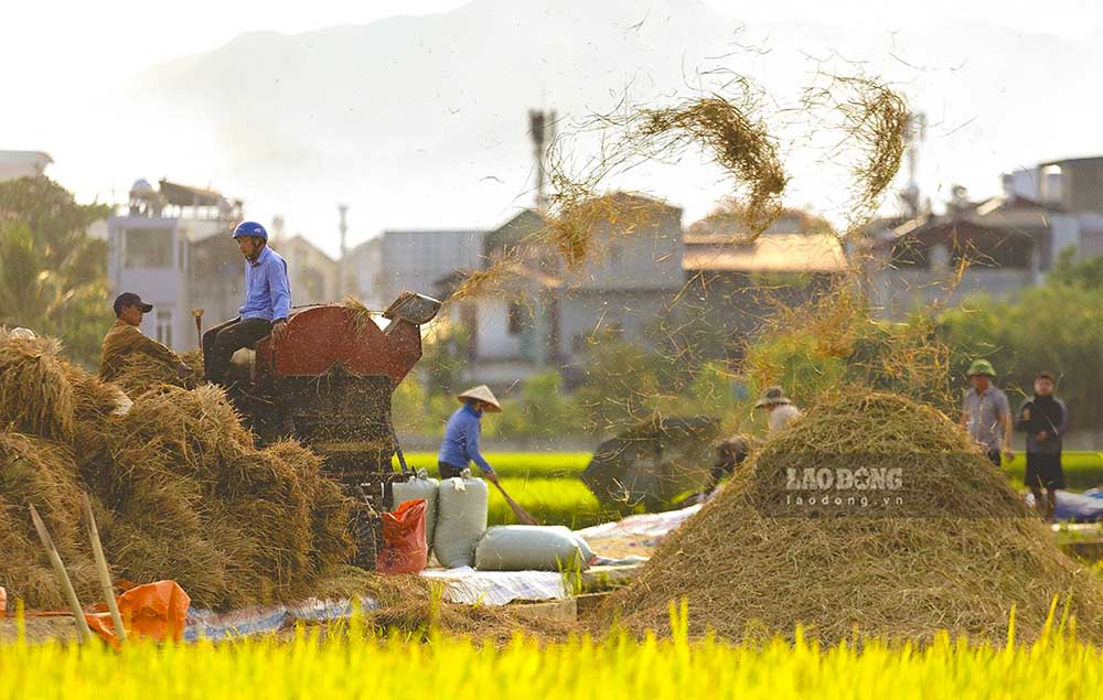 Mùa gặt đến cũng là lúc người dân nơi đây cùng nhau chung tay thu hoạch thành quả lao động của mình. Không khí trên cánh đồng Mường Thanh những ngày này trở nên vô cùng nhộn nhịp và sôi động.