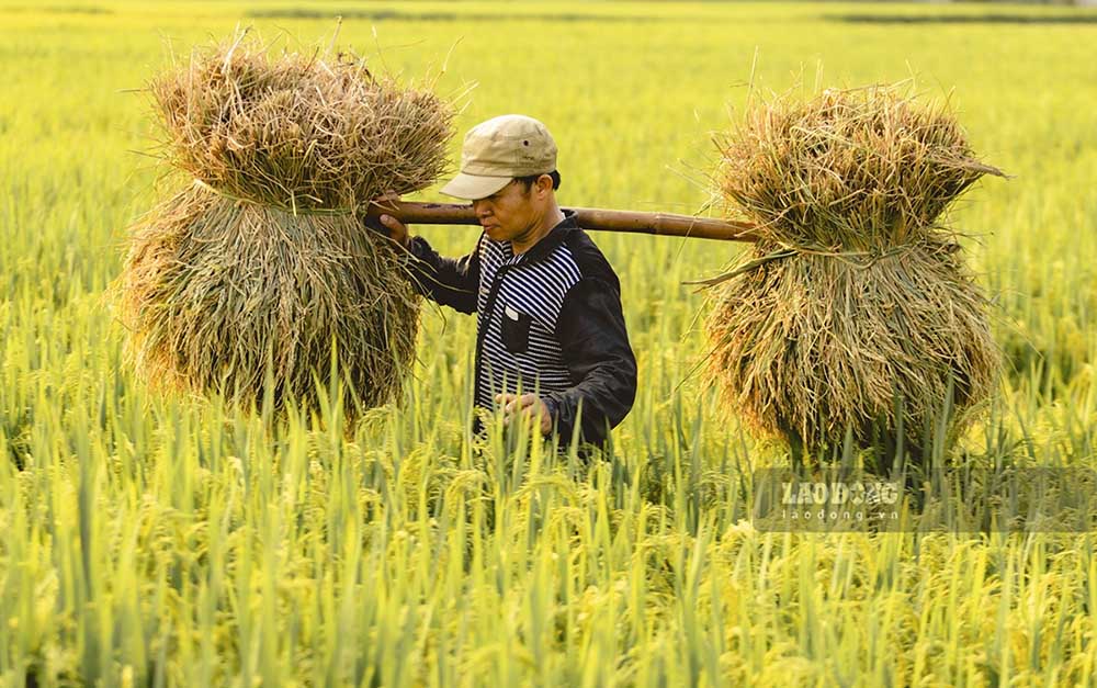 Từng gánh lúa trĩu bông là thành quả của những tháng ngày lao động chăm chỉ của người nông dân.