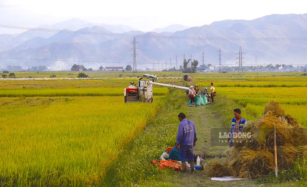 Những năm gần đây, nhiều chiếc máy gặt đập liên hoàn đã xuất hiện và dẫn thay thế cho việc gặt lúc thủ công của người nông dân.