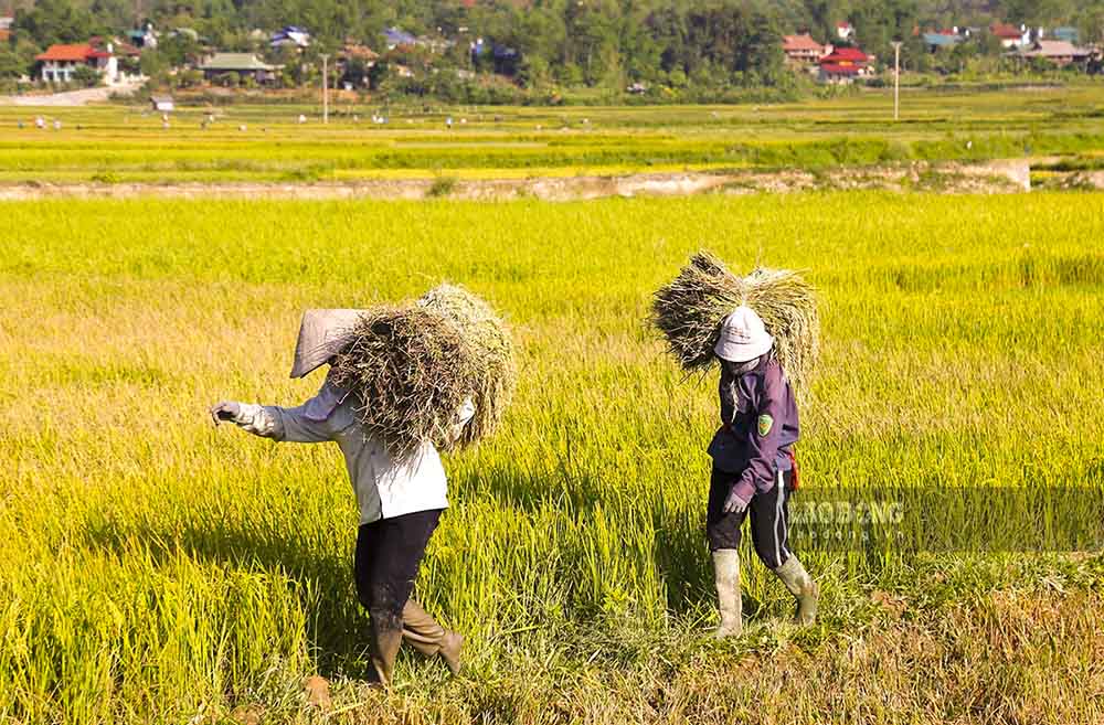 Tuy nhiên, bên cạnh đó vẫn còn nhiều hộ nông dân gặt lúa theo phương pháp thủ công, truyền thống.