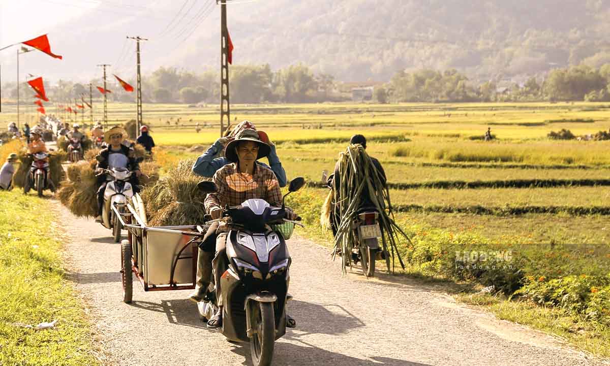 Bên cạnh cánh đồng Mường Thanh, tại các huyện ở tỉnh Điện Biên, trên những con đường liên xã, liên bản, những chiếc xe chở đầy ắp những bó lúa vàng ươm nối đuôi nhau trước một vụ mùa bội thu.