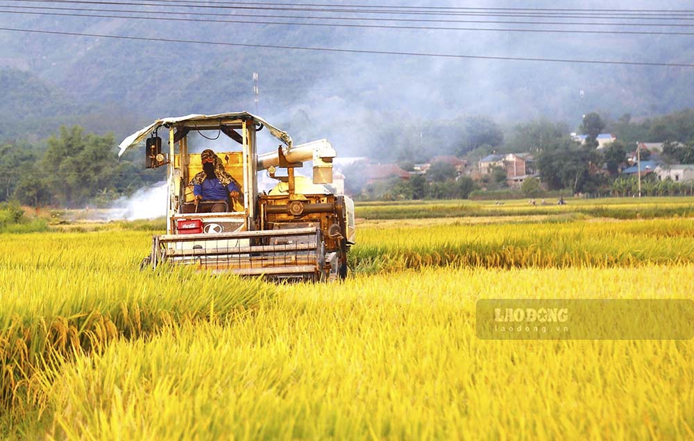 Cánh đồng Mường Thanh, Điện Biên được mệnh danh là vựa lúa lớn nhất khu vực Tây Bắc với diện tích lên đến hơn 140km². Vào tháng 5, cả vùng rộng lớn ngập tràn sắc vàng no ấm.
